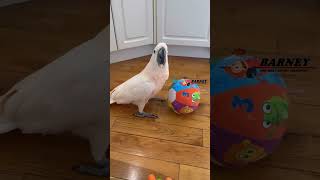 parrot Playing with ball