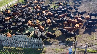 Real Life Cattle Ranching!