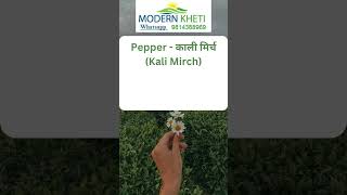 Crop Names English hindi || Modern Kheti