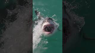 Killer Whale | The Most Dangerous And Powerful Apex Predators