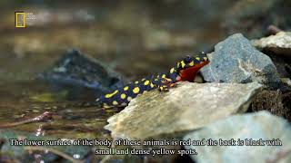 Wildlife of Iran: salamanders/ حیات وحش ایران: سمندرها