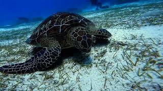 Diving Philippines - Bohol (Dive 1) - Balicasag Island , Diver's Heaven