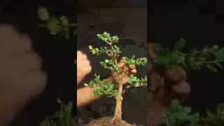 Roadside Boxwood Bonsai #bonsaistyling #bonsai #bonsaiprojects #bonsaitree