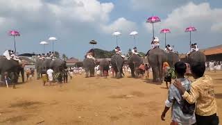 കൂടൽമാണിക്യം ഉത്സവം 2024 ശീവേലി🐘 | Koodalmanikyam Utsavam 2024