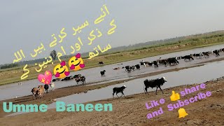 Good morning ||WhatsApp status||Urdu Arabic naat ||#short #UmmeBaneen