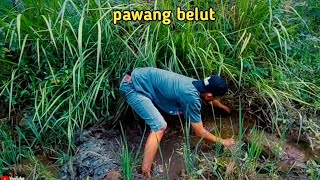 SPOT NYA SECUIL, PENGHUNI NYA PUN BER CUIL CUIL, PAWANG BELUT BERAKSI, #ngukuybelut #menangkapbelut