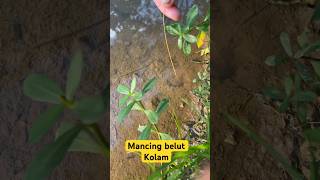 Mancing beut kolam#part21 #mancing #belut #kolam #mancingbelut #shortvideo #shorts #short