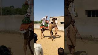 Black camel riding #shorts  #shortvideo  #yoitubeshorts