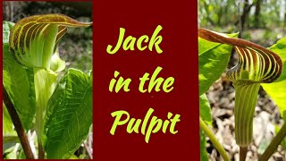 Jack in the Pulpit