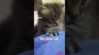 my new born baby cat #music #song