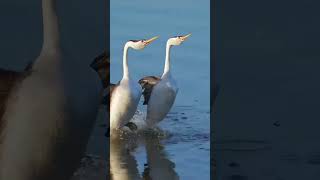 walking on water #swans  #animals  #birds #water