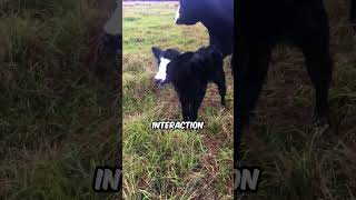 Mama Cow Brings Baby To Meet Their Owner 🥰