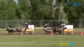 Mini Chuckwagons - A different show everyday @Agrifair