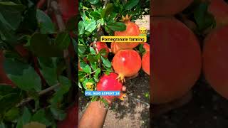 Pomegranate farming...#pomogranate #harvesting #डाळिंब #reel#sheti #instagram #youtube #kisan