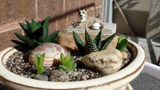 Haworthia Bonsai Garden