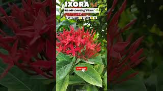 Ixora Care💮& Fertilizer#ixoraplant#ixoraredcolour#plantscare#lowcareplant#bestplants#gardenupdate