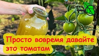 ТОМАТЫ СОБИРАЮ ВЕДРАМИ ДО ГЛУБОКОЙ ОСЕНИ! Просто дайте это томатам - и они заваливают урожаем!