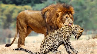 Animals Who Can Give A Strong Competition To Cheetah