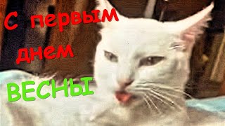 С первым днем Весны! Мартовские коты. У них уже Весна и Любовь