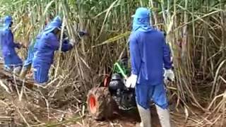 Cane sugar harvesting machine