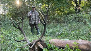 Der Hirsch von der Schneise wird erlegt