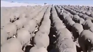 Sheep army