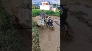 rice field 🌾  #shortvlog #reels #shorts  #viral #viralvideo #DocOG