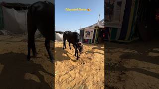 Importance of Education this Horse Knows #education#hourse #viralvideo #shorts #love