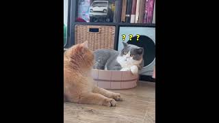 confused kitten #catlover #cats #catvideos #cat #cutecat#Confused Cat Memes#fyp