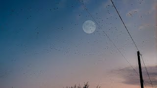 Caught an unusual sight 😱🥰 | A large flock of birds | Orenburg | Russia.