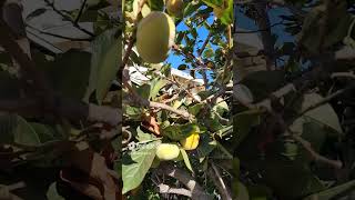 This Fuyu Persimmon Tree Is Bearing Many Premature Fruits | Persimmon Fruit Tree 富裕柿子 (10/12/2024)