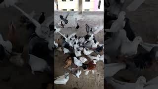 Pigeon Lover #shorts #pigeon #pigeonfarmingtips #pigeonlover