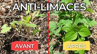 Comment j'ai sauvé mon Potager des Limaces ! Que faire pour s'en débarrasser? Astuce : Pouzzolane