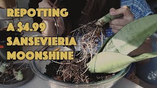 repotting a $4.99 sansevieria moonshine into 4 plants