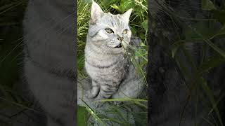 Почему ты такой печальный? #юмор #приколы #смешнойкот #cat #смешныекоты #shorts