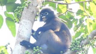 Dusky Leaf Monkey, Malaysia #1 of 3