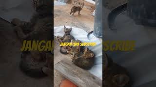 Kucing kabur #shortvideo #shorts #kucinglucu #kucing