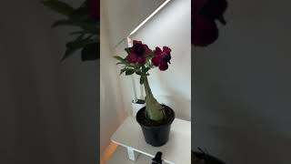 Rosa do deserto - Home Office plants