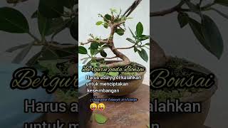 Bonsai Dolar meliuk #bonsaidollar #bonsaikorea #bonsaimame