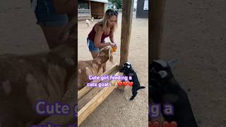 Cute girl feeding a cute goat 🐐 ❤️❤️❤️ #love #funny #shorts