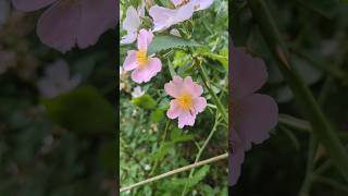 KNOW YOUR NATIVE PLANTS: DO NOT CONFUSE this with MULTIFLORA ROSE! #rose #nativeplants