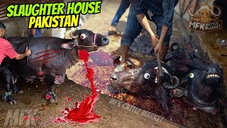 Anari Kasai 2024 || Slaughter house bhains colony full exposed || Biggest Slaughter House Pakistan 😱