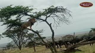 Male Lion forced to Climb a Tree by Buffalo Herd in Olare Motorogi, Maasai Mara