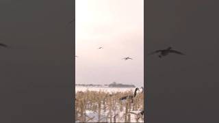 Three Geese Coming In CLOSE #geese #waterfowl #hunting