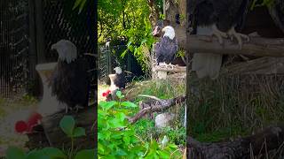 American🇺🇸Bald Eagle 🦅Rockin at the Detroit Zoo@MindlessBuilders #america #baldeagle #beautiful