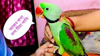 Shikari pakhi | kotha bolla pakhi | talking parrot | Tiya Pakhi Kotha Bolle | Amazing Talking Parrot