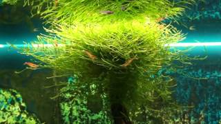 Amano Shrimp, Baby Guppies and Java Moss