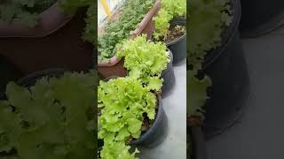 Fresh Salad Leaves Grown In Pots | Home Plants