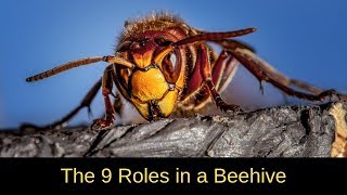 What are the 9 Jobs in a Beehive?