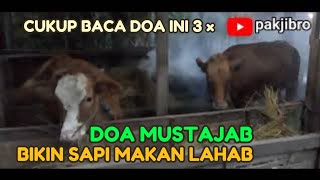 CUKUP BACA DOA INI 3 × DOA MUSTAJAB BIKIN SAPI MAKAN LAHAB.@pakjibro9322